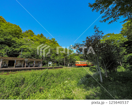 新緑の中を走る小湊鉄道 新緑の中を走る小湊鉄道 125640537
