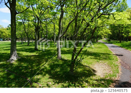 新緑の木漏れ日の公園 125640575