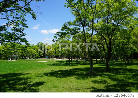 新緑の木漏れ日の公園 新緑の木漏れ日の公園 125640578