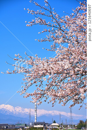 《長野県》春の安曇野市　拾ヶ堰・じてんしゃひろばの桜と北アルプス 125640697