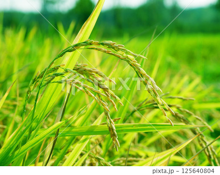 Golden rice plants in the field during harvest season, ripe rice grains under natural sunlight, Rice in a paddy field,Blur Paddy rice field in the morning Golden rice plants in the field during harvest season, ripe rice grains under natural sunlight, Rice in a paddy field,Blur Paddy rice field in the morning 125640804