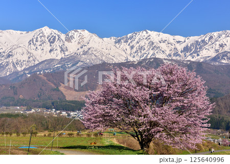 野平の一本桜 125640996