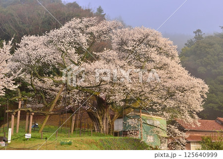 三隅太平桜 125640999