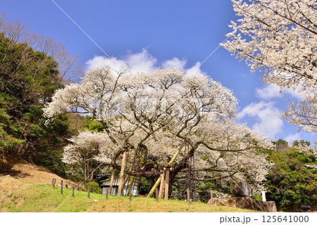 三隅太平桜 三隅太平桜 125641000