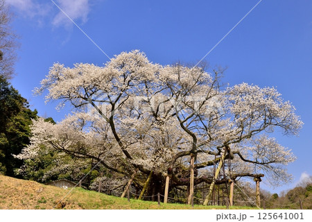 三隅太平桜 125641001