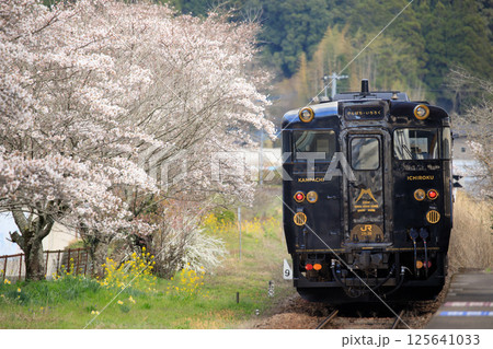 桜咲く北山田駅を通過する観光列車「かんぱち・いちろく」(JR九州) 桜咲く北山田駅を通過する観光列車「かんぱち・いちろく」(JR九州) 125641033