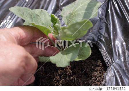 ナスの定植　五月 125641332