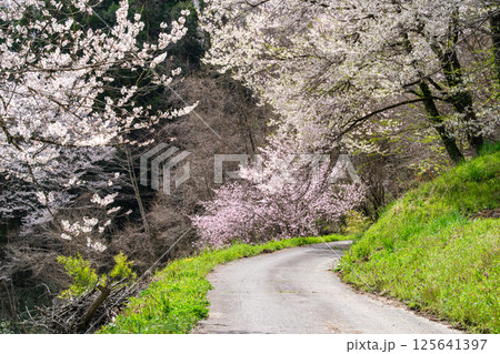 桜の道 桜の道 125641397