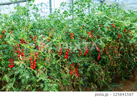 Red grape tomatoes ripening on bushes in greenhouse 125641587
