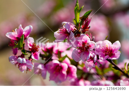 Flowering peach trees on field Flowering peach trees on field 125641690