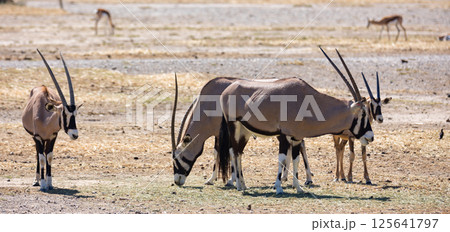 On clear sunny day, representatives of group of onyx gazelles walk in pasture and nibble grass. 125641797