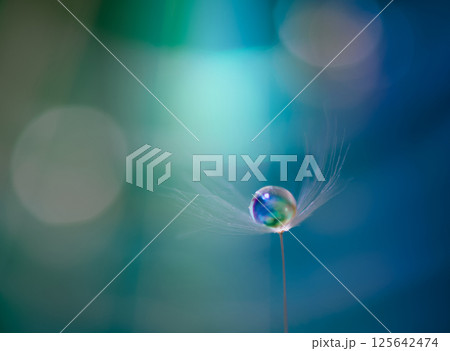 タンポポ綿毛の雫に光が当たっている幻想的風景 125642474