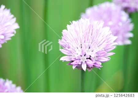 可憐に咲く薄紫のチャイブのお花のクローズアップ 125642683