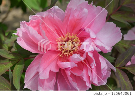 ボタンの花 125643061