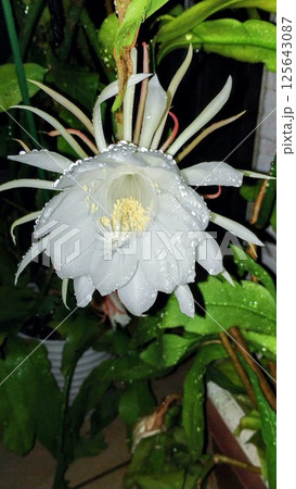 月下美人 125643087