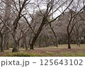 冬のカエデ林 125643102
