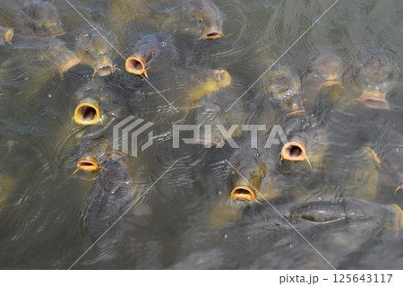 池で餌付け中の鯉 125643117