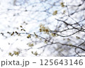 花開き始めた梅の花 125643146