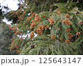杉の雄花 125643147