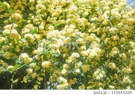 春の黄木香モッコウバラ 125643209