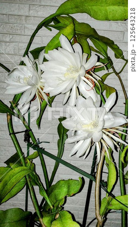 月下美人 125643218