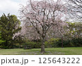 公園広場の満開の枝垂桜 125643222
