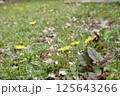 野原に咲くタンポポ 125643266
