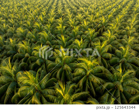 Aerial view of coconut trees field in sunrise Aerial view of coconut trees field in sunrise 125643344
