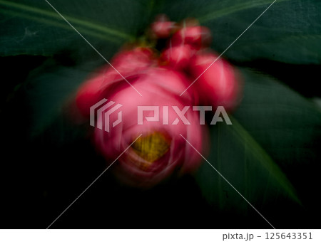 温室で咲いている赤い花が綺麗 125643351