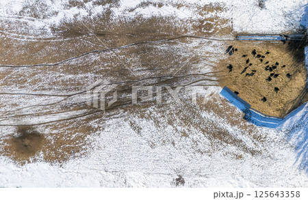 Overhead view of a cattle feedlot in the winter with snow on the ground. Overhead view of a cattle feedlot in the winter with snow on the ground. 125643358