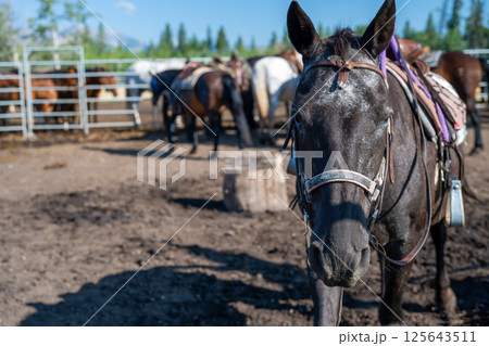 Selective focus on a horse looking into the camera in a penned area. 125643511