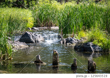 Peaceful section of Spring Creek on the Sheridan Lake trail in the Black Hills of South Dakota. 125643519