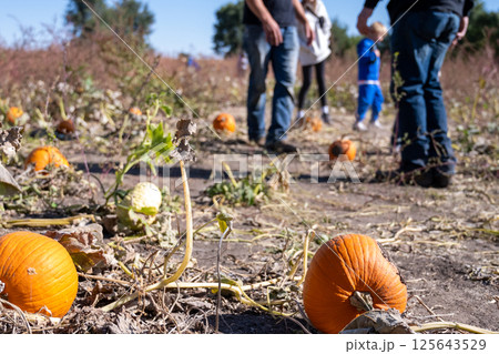 School Class field trip to a pumpkin patch in the fall 125643529