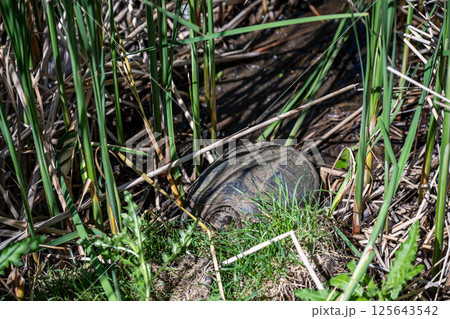 Selective focus on a large snapping turtle on the edge of a pond as it prepares to wander Selective focus on a large snapping turtle on the edge of a pond as it prepares to wander 125643542