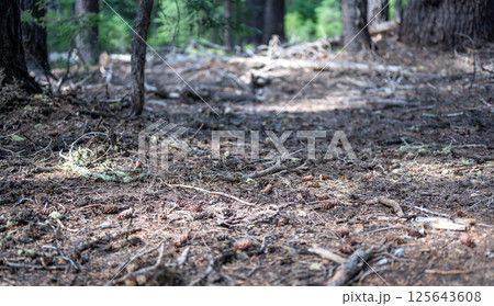 Built up pine needles, dead branches, and pinecones on the forest floor 125643608