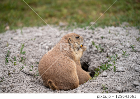 prairie dog peeking out of an underground hole to it's home prairie dog peeking out of an underground hole to it's home 125643663