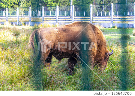 The european bison bisons buffalo buffalos wisent National Park Belarus. The european bison bisons buffalo buffalos wisent National Park Belarus. 125643700