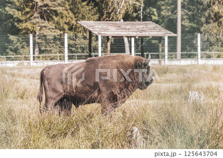The european bison bisons buffalo buffalos wisent National Park Belarus. 125643704