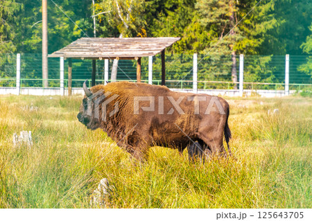 The european bison bisons buffalo buffalos wisent National Park Belarus. The european bison bisons buffalo buffalos wisent National Park Belarus. 125643705