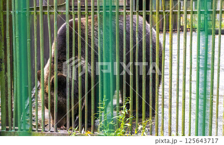 Big bear in a cage Bielaviezskaja Pusca National Park Belarus. Big bear in a cage Bielaviezskaja Pusca National Park Belarus. 125643717