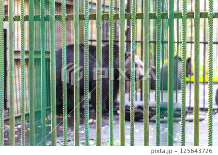Big bear in a cage Bielaviezskaja Pusca National Park Belarus. 125643726