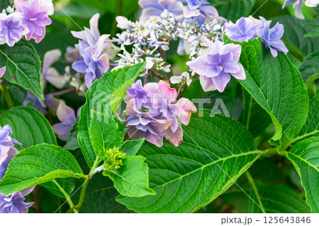 あじさい　紫陽花の花 125643846