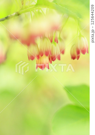 満開のサラサドウダン 125644209