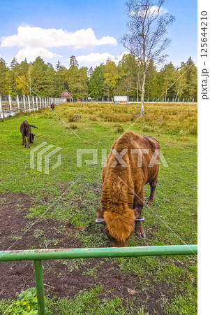 The european bison bisons buffalo buffalos wisent National Park Belarus. The european bison bisons buffalo buffalos wisent National Park Belarus. 125644210