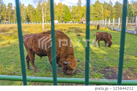 The european bison bisons buffalo buffalos wisent National Park Belarus. The european bison bisons buffalo buffalos wisent National Park Belarus. 125644212