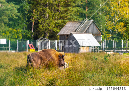 The european bison bisons buffalo buffalos wisent National Park Belarus. The european bison bisons buffalo buffalos wisent National Park Belarus. 125644218