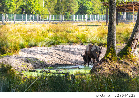 The european bison bisons buffalo buffalos wisent National Park Belarus. The european bison bisons buffalo buffalos wisent National Park Belarus. 125644225