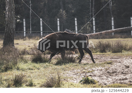 The european bison bisons buffalo buffalos wisent National Park Belarus. The european bison bisons buffalo buffalos wisent National Park Belarus. 125644229