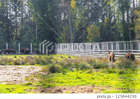 The european bison bisons buffalo buffalos herd National Park Belarus. 125644230