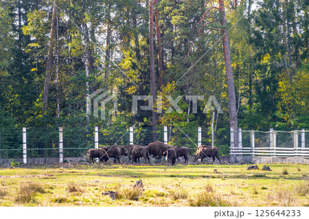 The european bison bisons buffalo buffalos herd National Park Belarus. 125644233